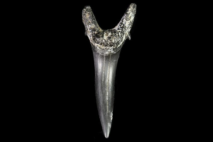 Fossil Sand Tiger Shark Tooth - Georgia #74861